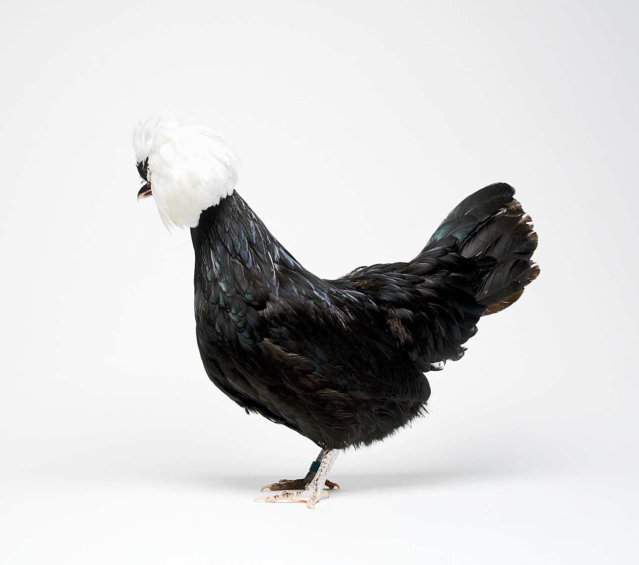 24-Polish-White-Crested-Black-Hen,-Sara-Frank,-Brighten,-MI-0051
